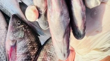 البلطي بـ 40 جنيهًا.. تحولات مفاجئة في أسعار أسماك كفر الشيخ اليوم الخميس